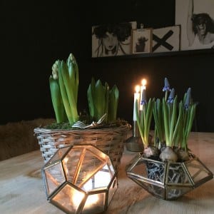 cactus plants and metal geometric candle holders candles