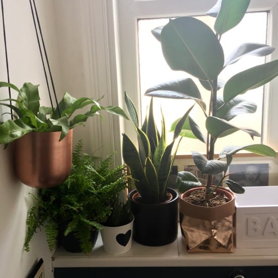 Bathroom window, plants