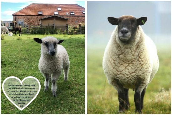 Harrison spinks farm, sheep wool
