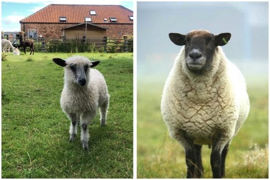 Hornington Manor, animals, sheep